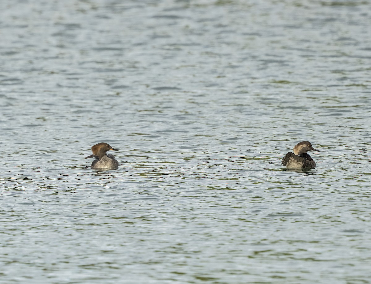 Başlıklı Tarakdiş - ML643460429