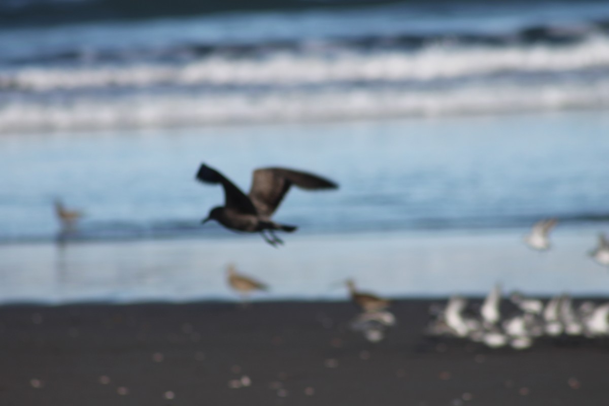 Gray Gull - ML643460434