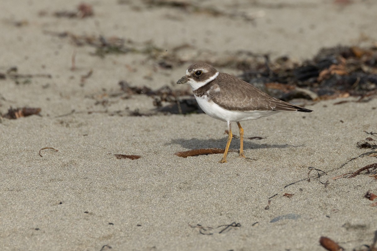 Semipalmated Plover - ML643460437