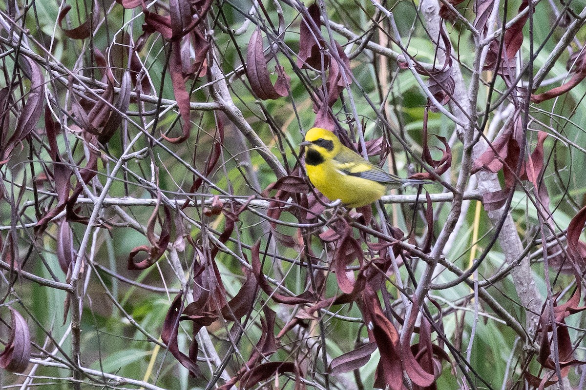 Lawrence's Warbler (hybrid) - ML643460438