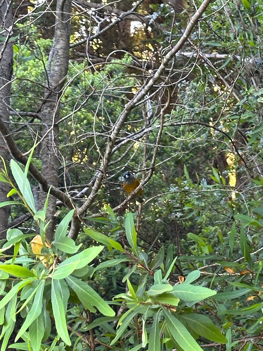 Patagonian Sierra Finch - ML643460440