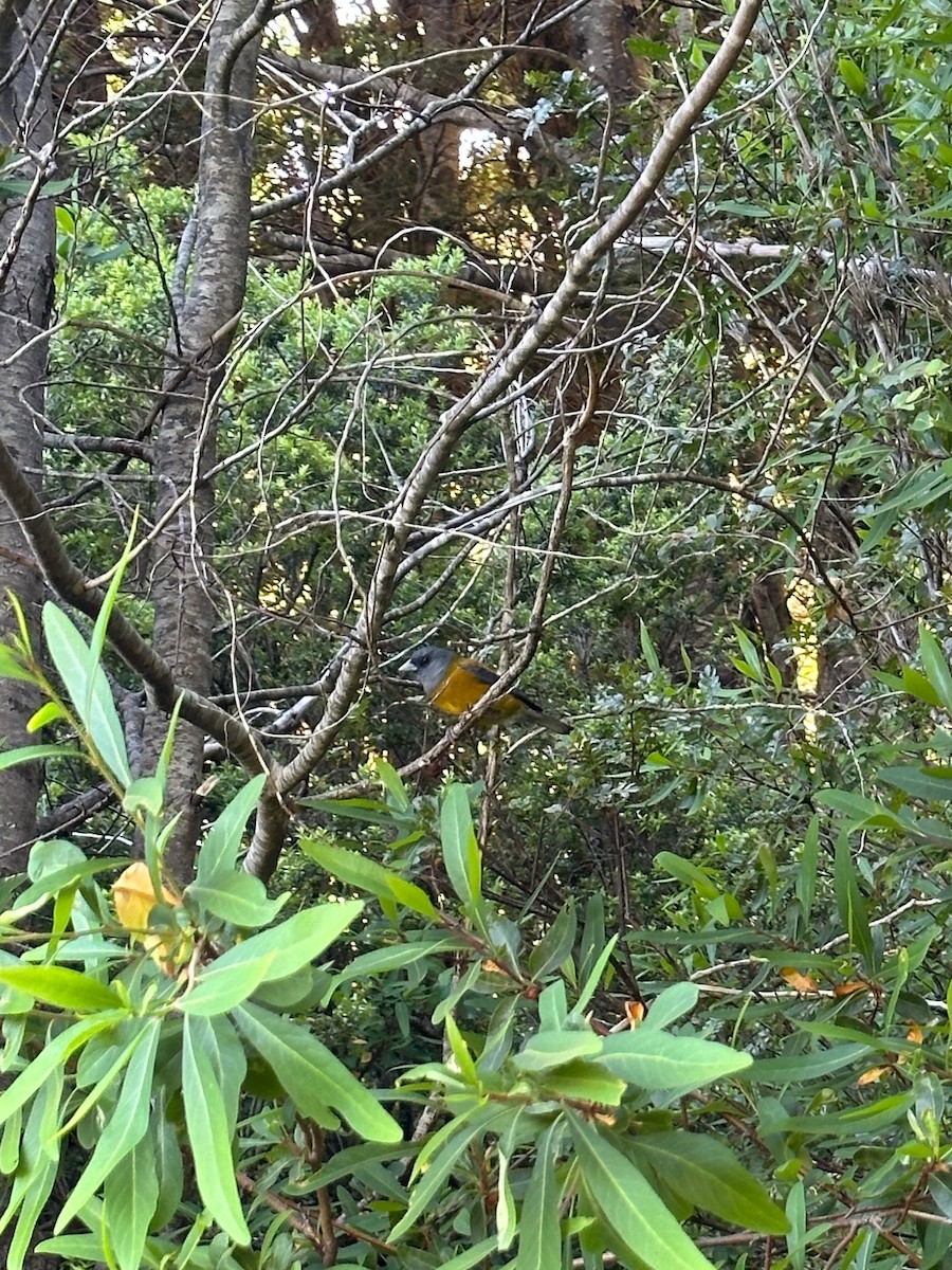 Patagonian Sierra Finch - ML643460442