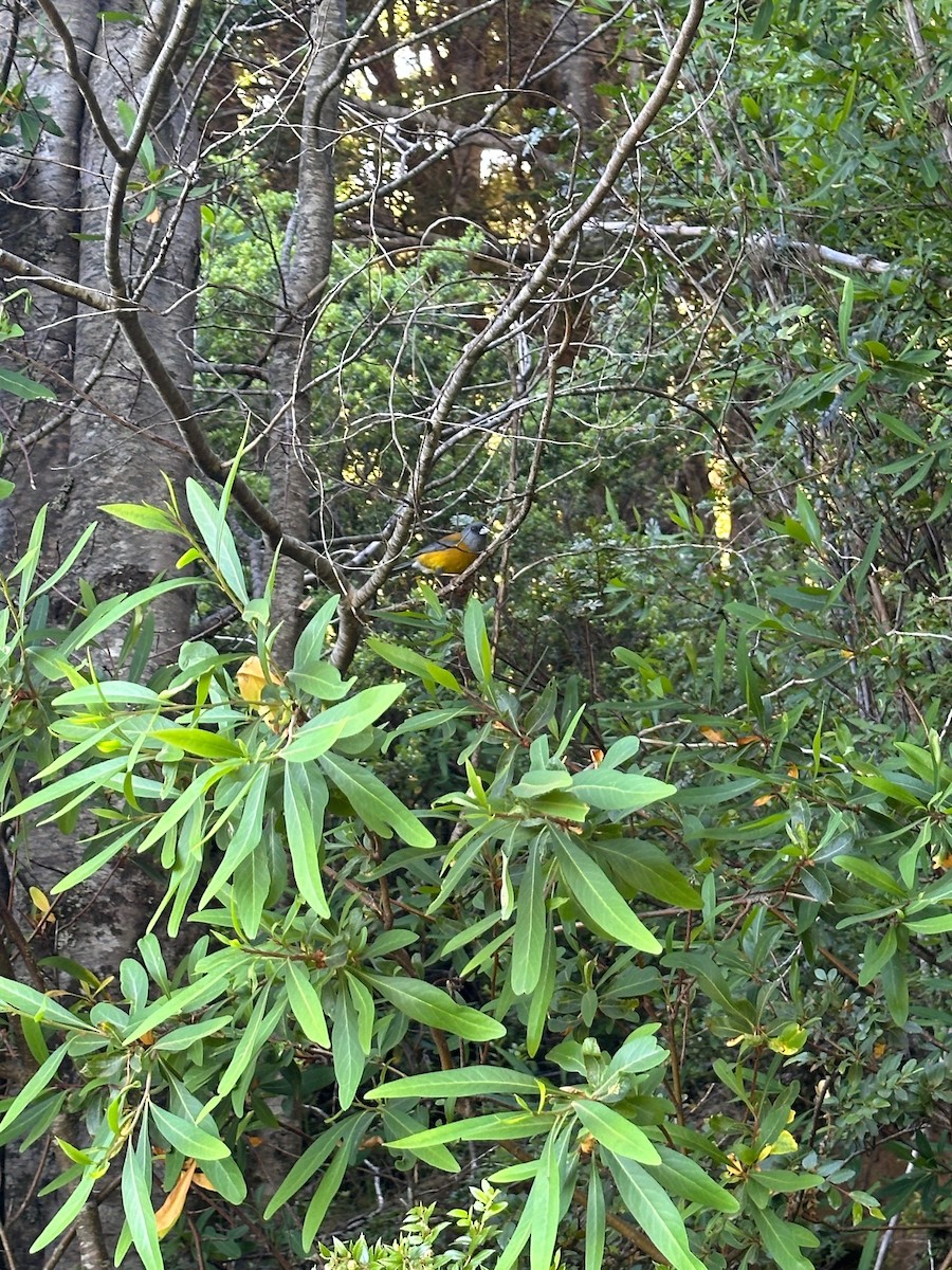 Patagonian Sierra Finch - ML643460443