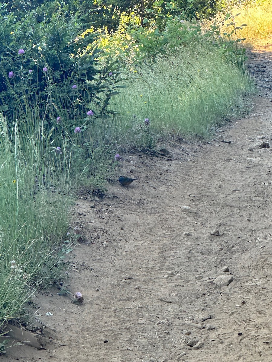Patagonian Sierra Finch - ML643460446
