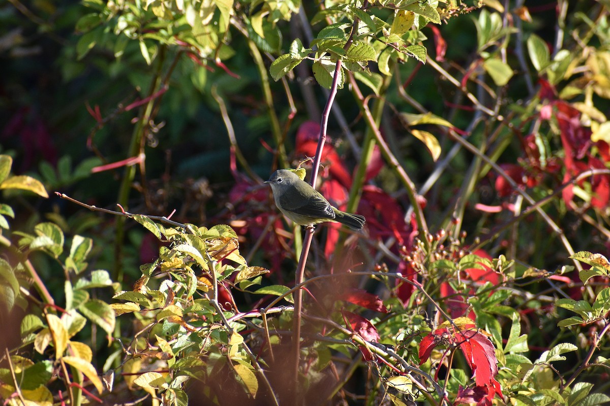 lesňáček hvězdičkový - ML643460447