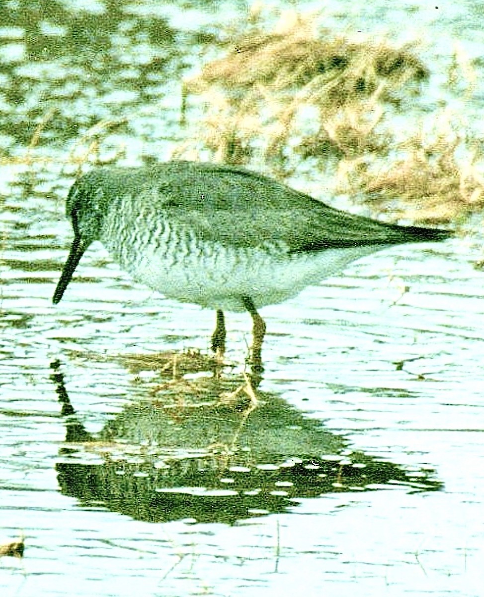 Gray-tailed Tattler - ML643460451