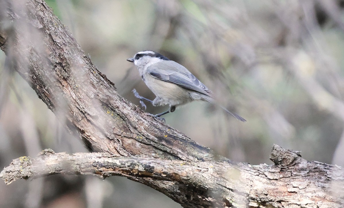 Mountain Chickadee - ML643460453