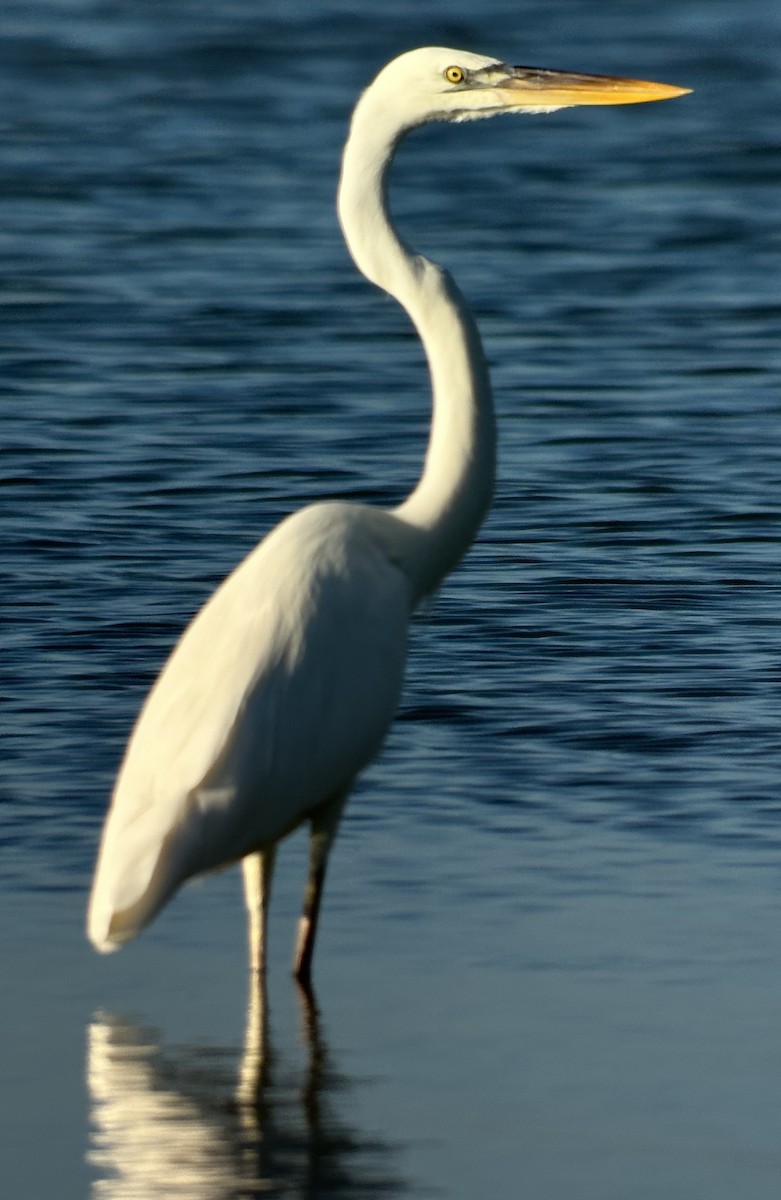 Great Blue Heron (Great White) - ML643460455