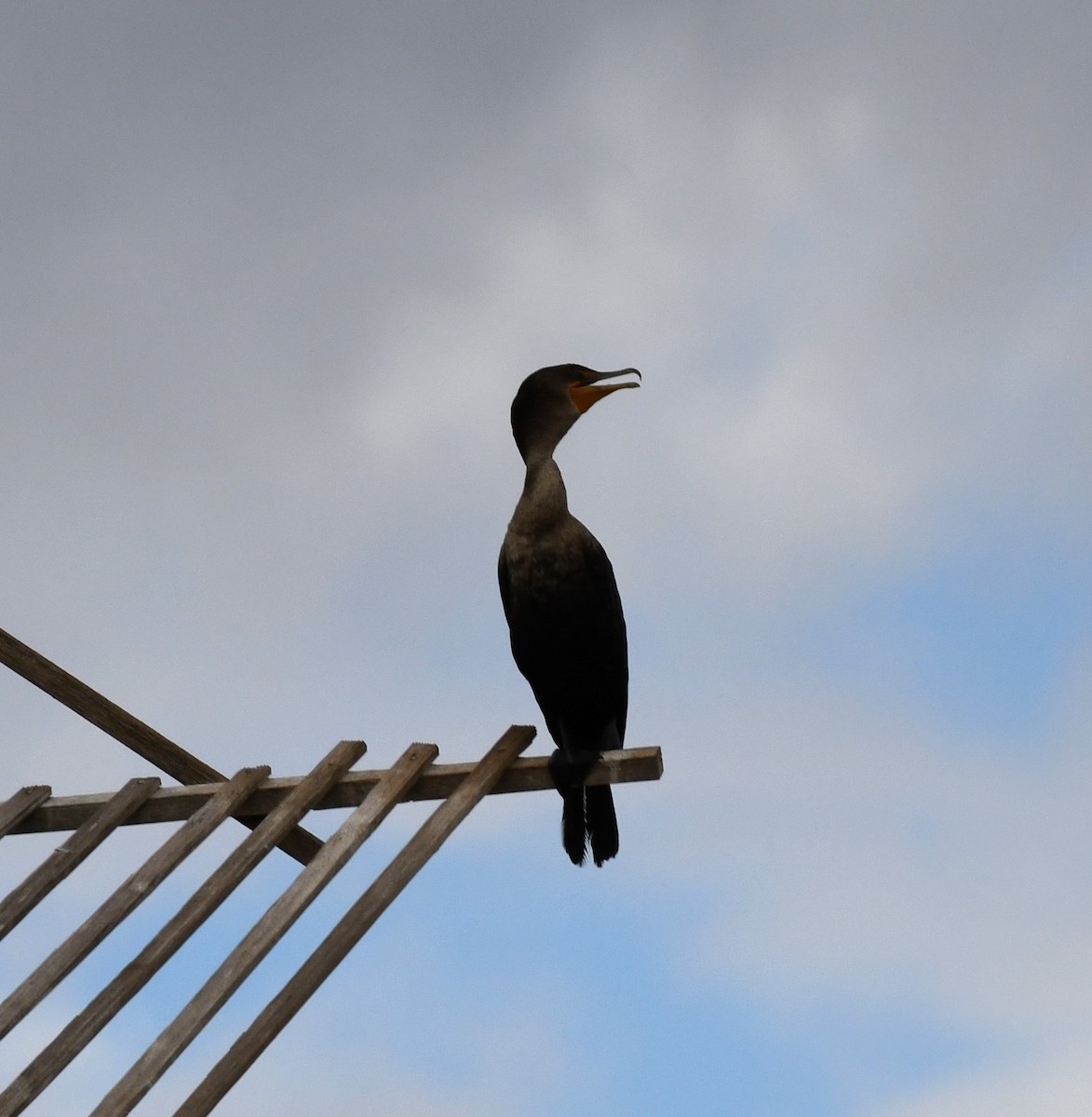 Double-crested Cormorant - ML643460466