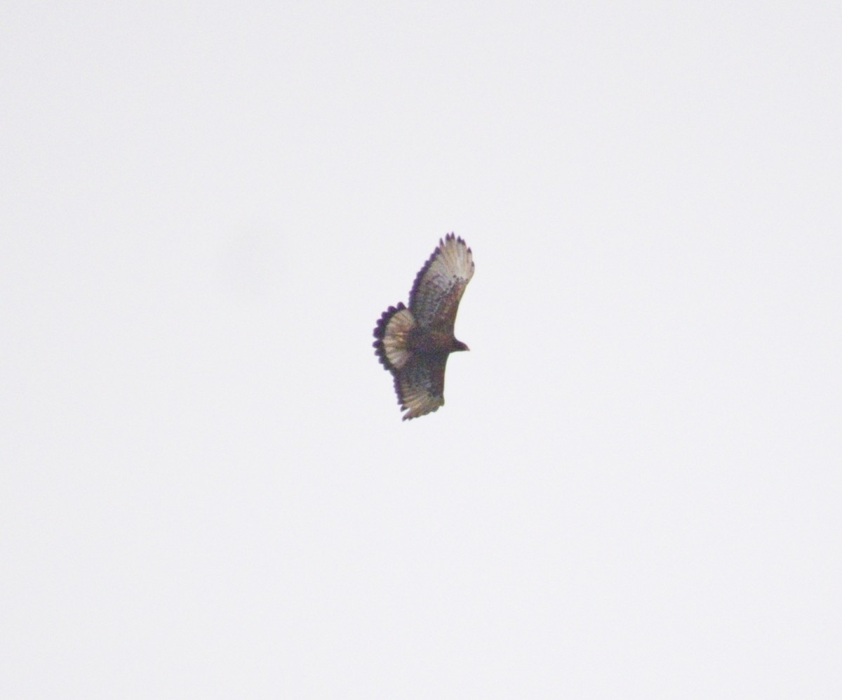 Black-and-chestnut Eagle - ML643460469
