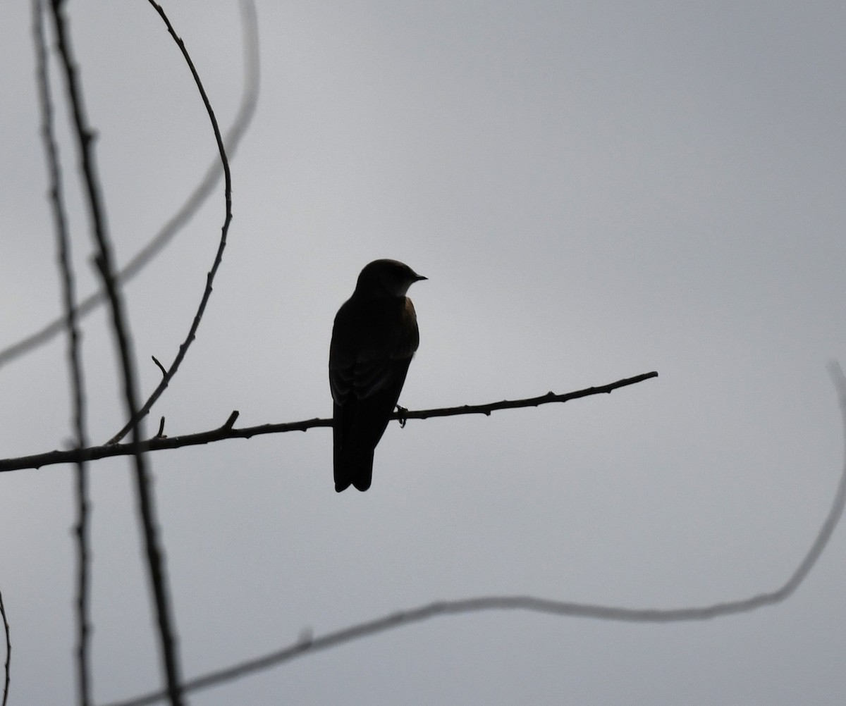 Northern Rough-winged Swallow - ML643460477