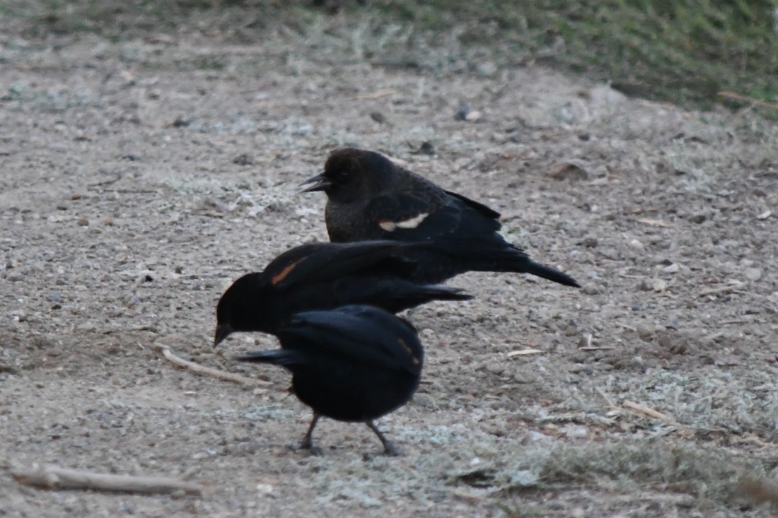 Tricolored Blackbird - ML643460478