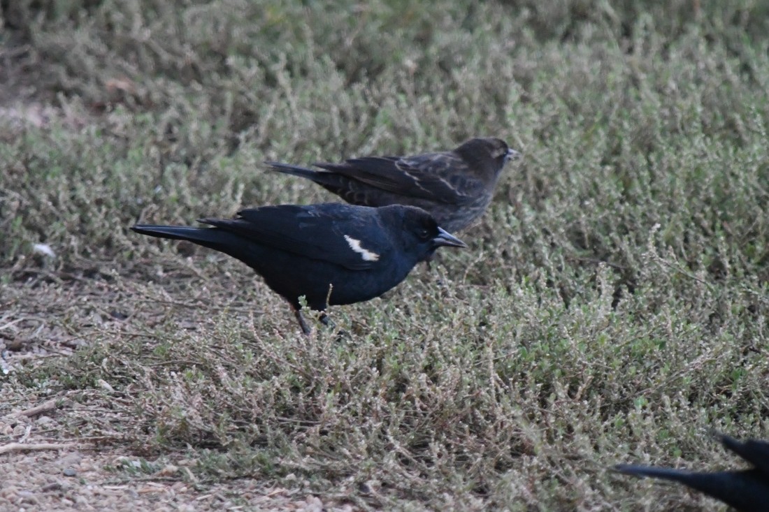 Tricolored Blackbird - ML643460479
