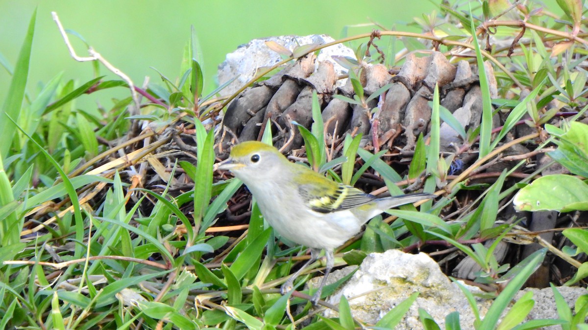 Chestnut-sided Warbler - ML643460484