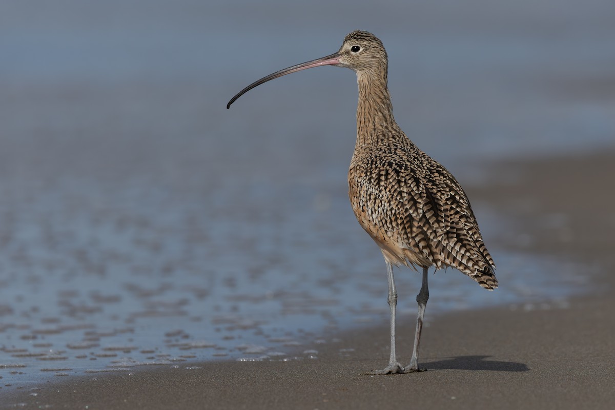 Long-billed Curlew - ML643460487