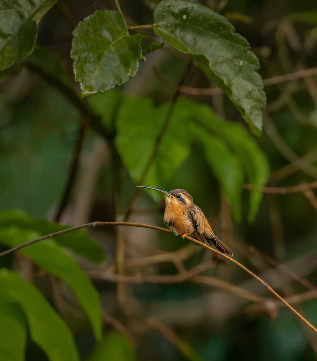 Rotschattenkolibri - ML643460489