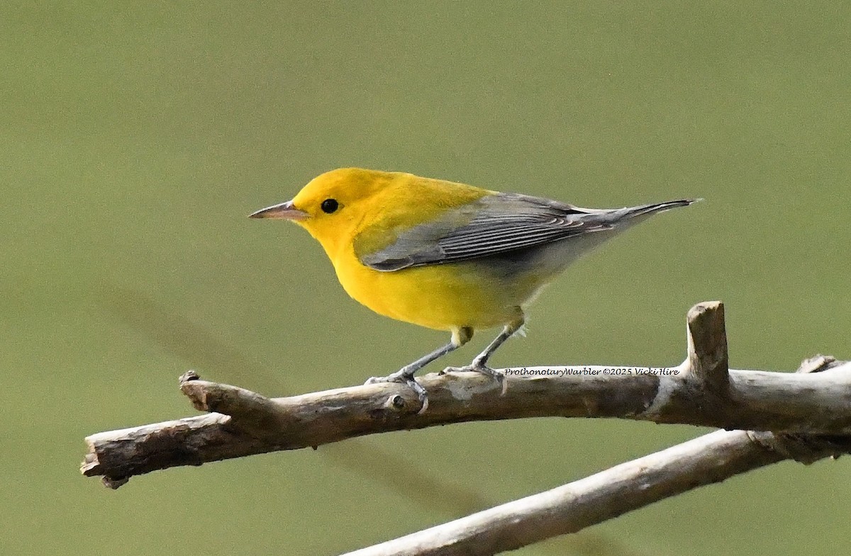 Prothonotary Warbler - ML643460491