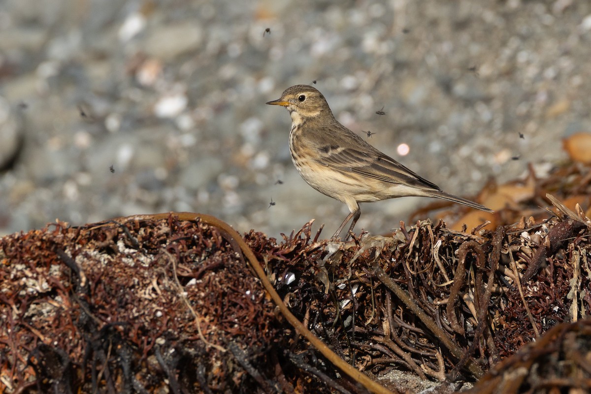 American Pipit - ML643460496