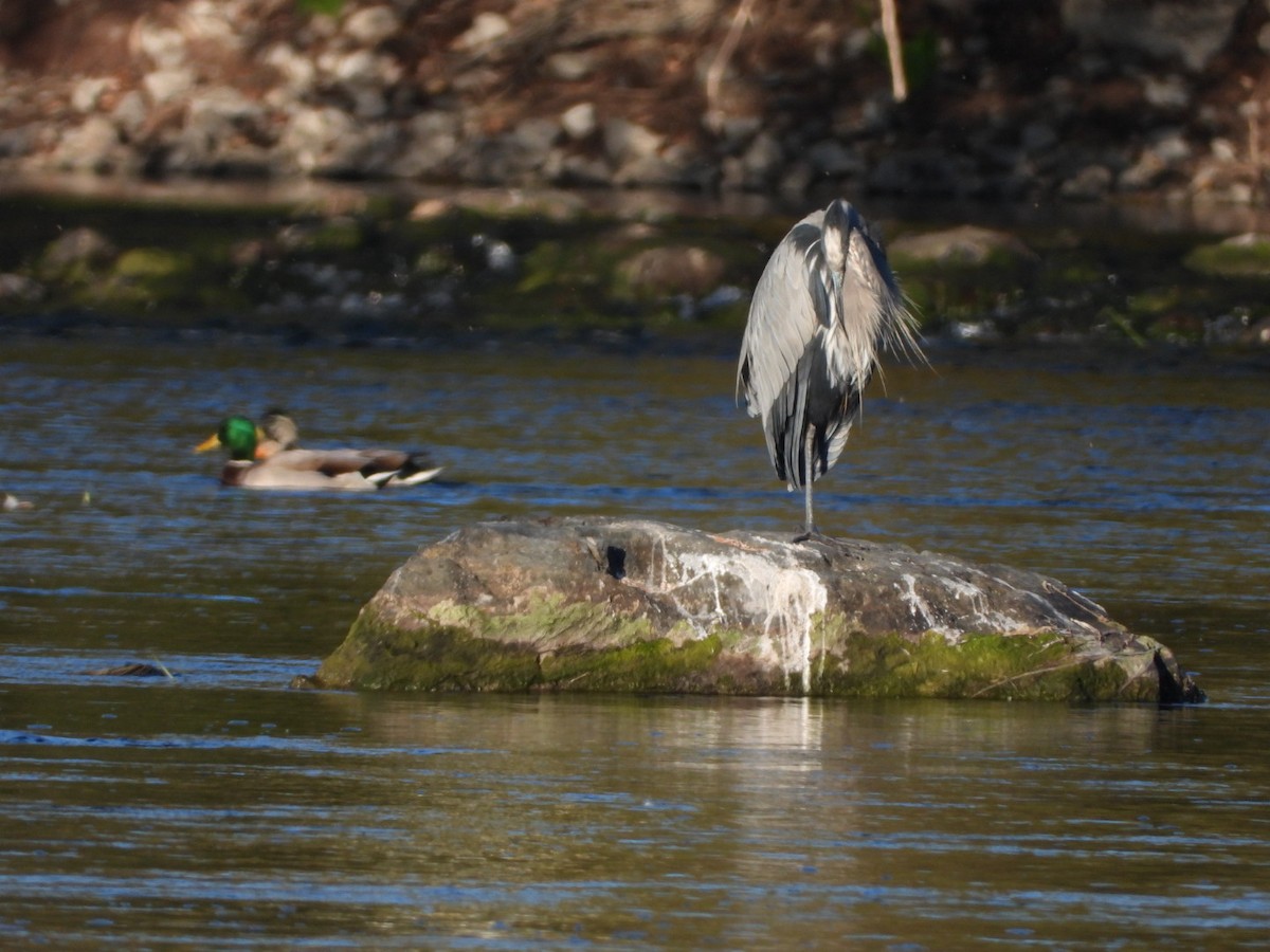 Great Blue Heron - ML643460500