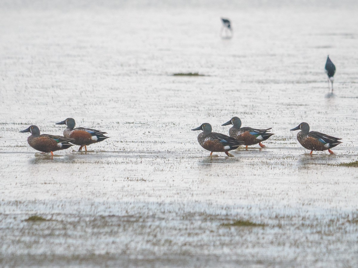 Australasian Shoveler - ML643460514