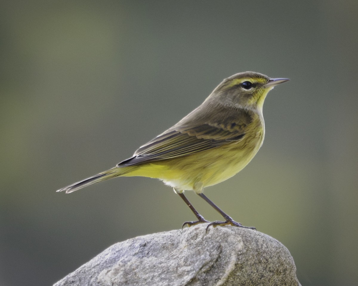 Palmenwaldsänger - ML643460519