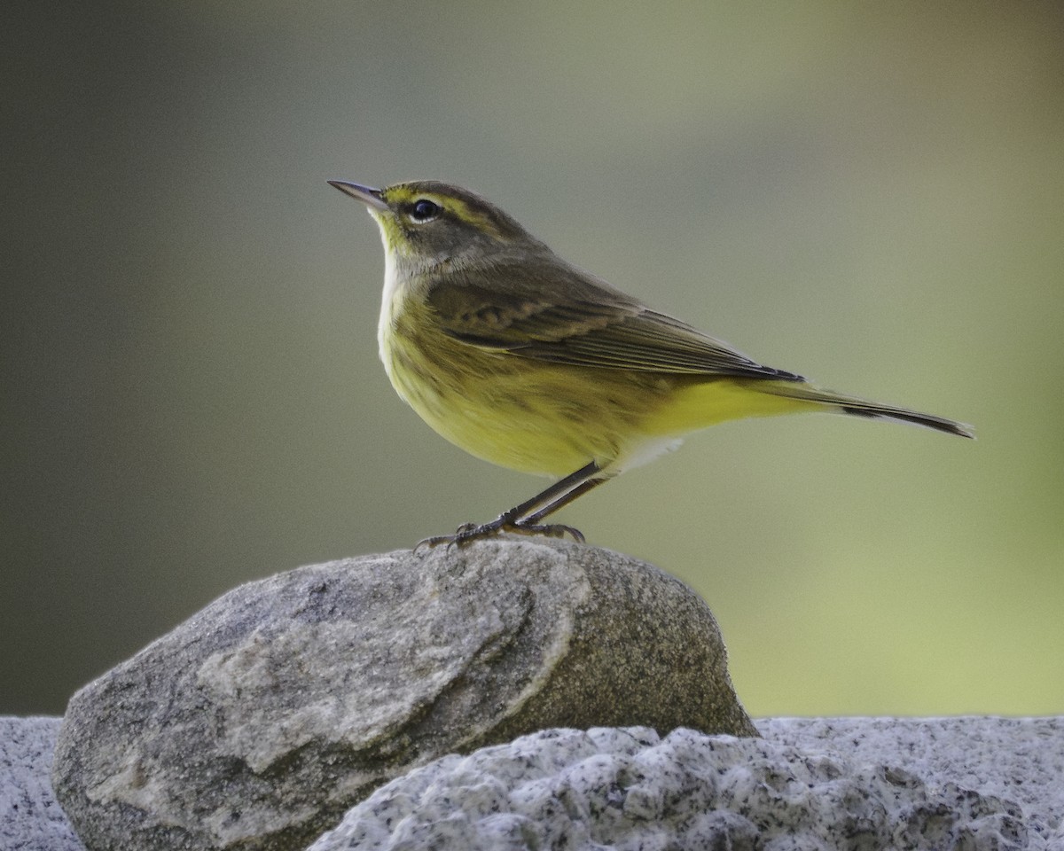 Palmenwaldsänger - ML643460520