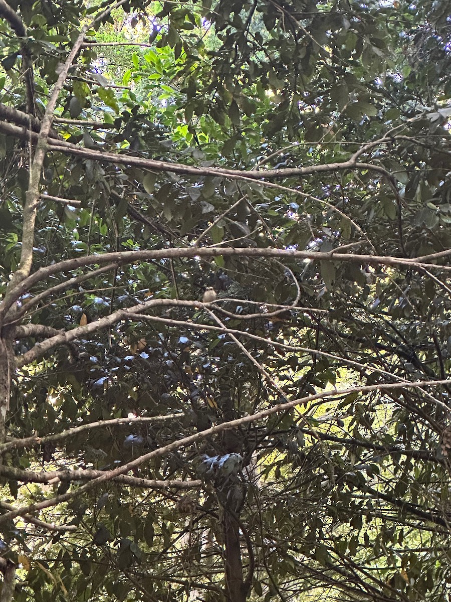 Thorn-tailed Rayadito - ML643460532