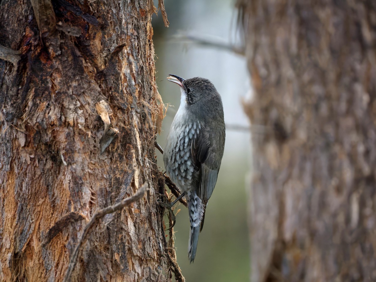 White-throated Treecreeper - ML643460534
