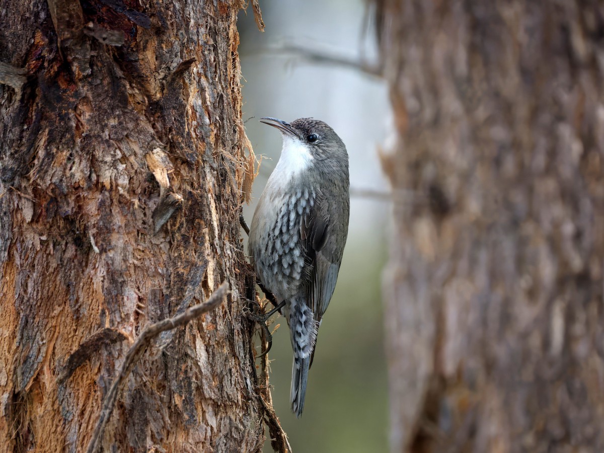 White-throated Treecreeper - ML643460535