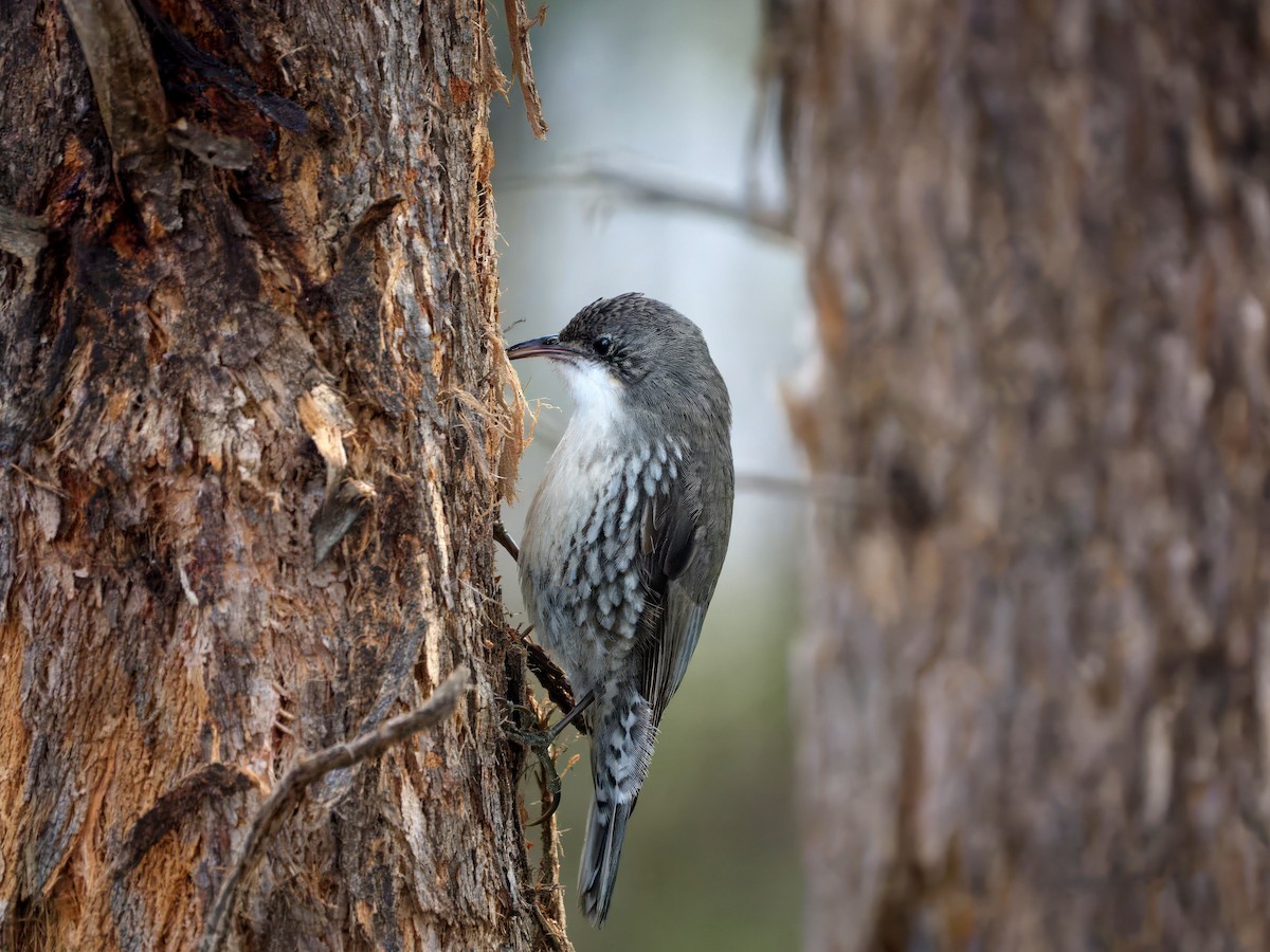 White-throated Treecreeper - ML643460536