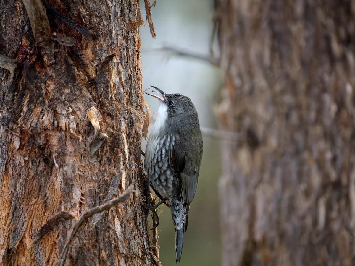 White-throated Treecreeper - ML643460537