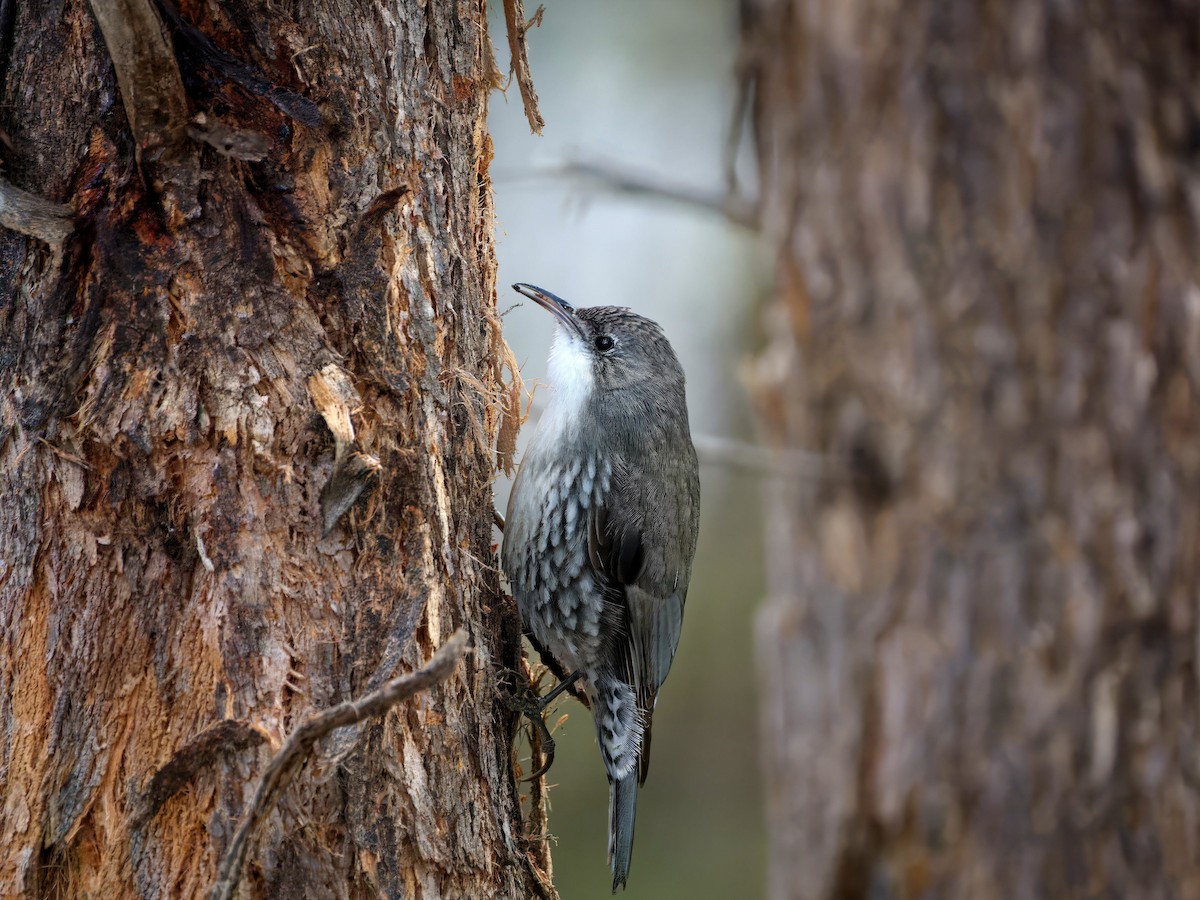White-throated Treecreeper - ML643460538