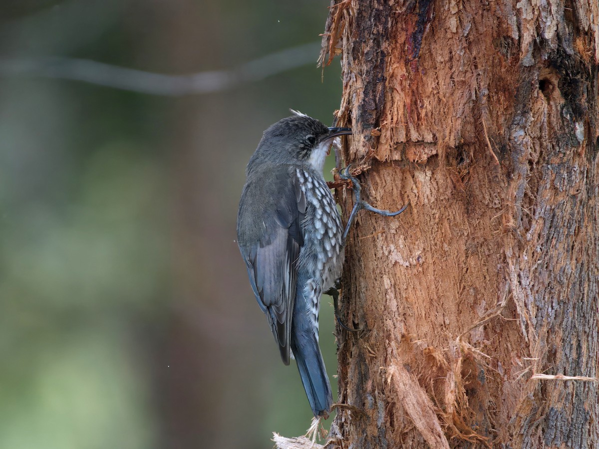 White-throated Treecreeper - ML643460539