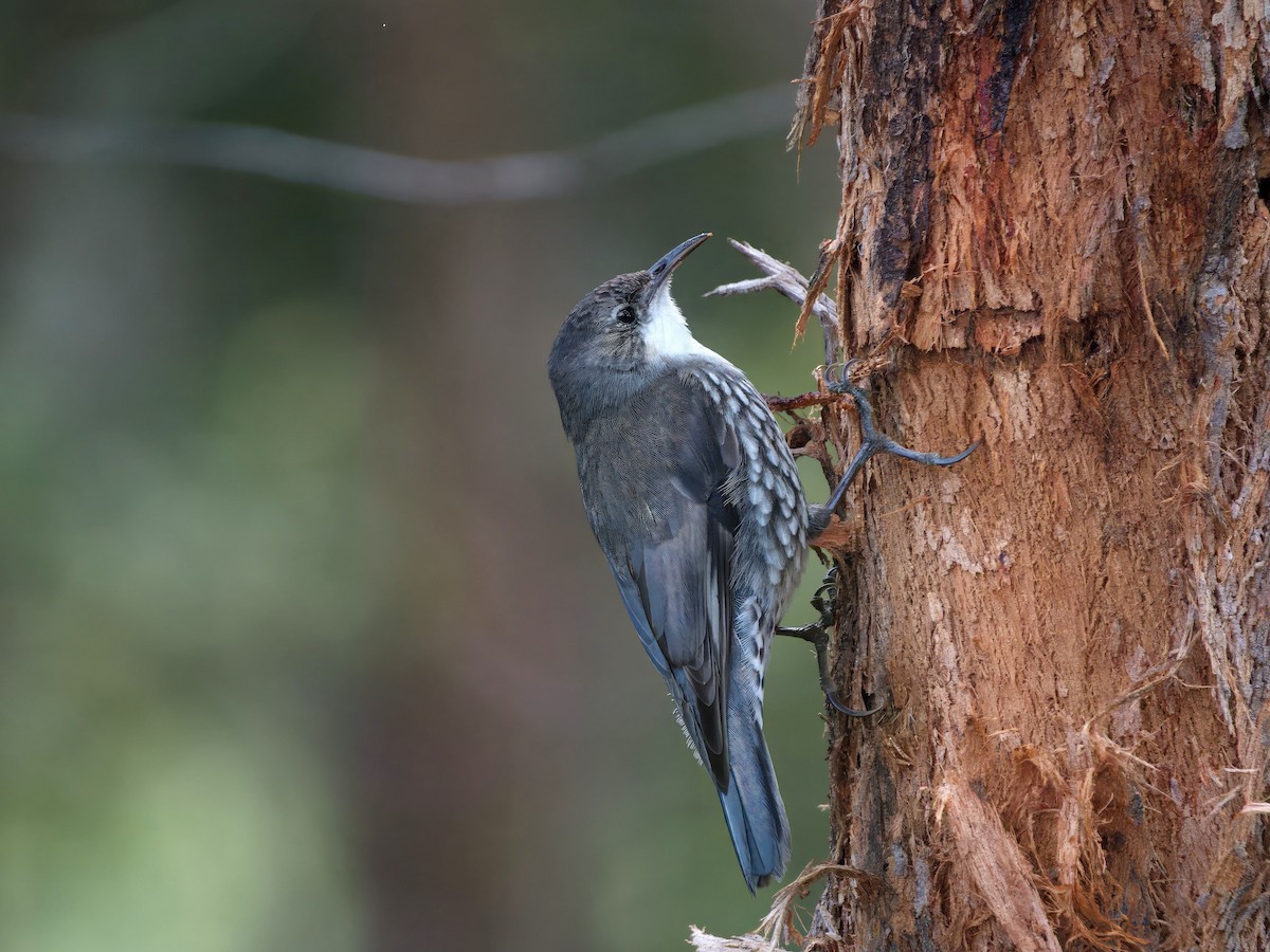 White-throated Treecreeper - ML643460540