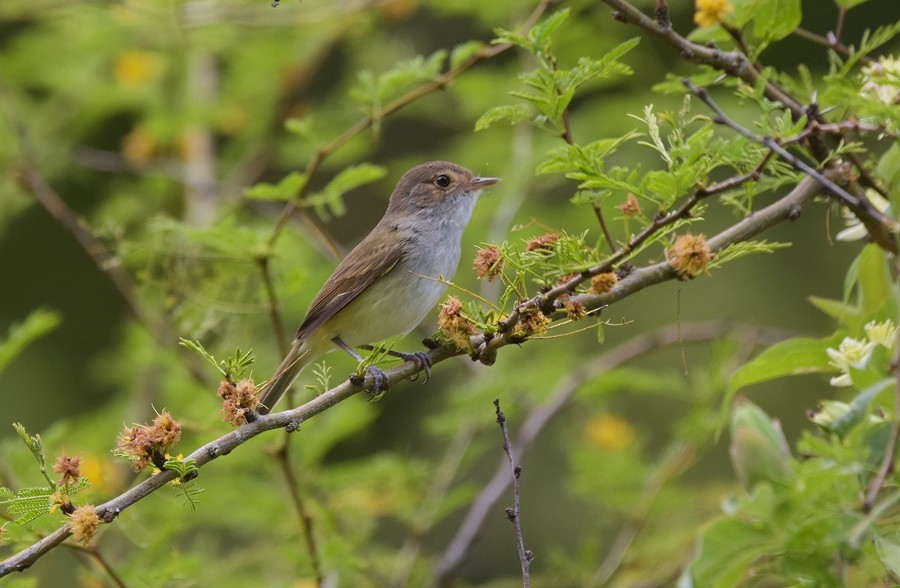 Fulvous-crowned Scrub-Tyrant - ML643460541