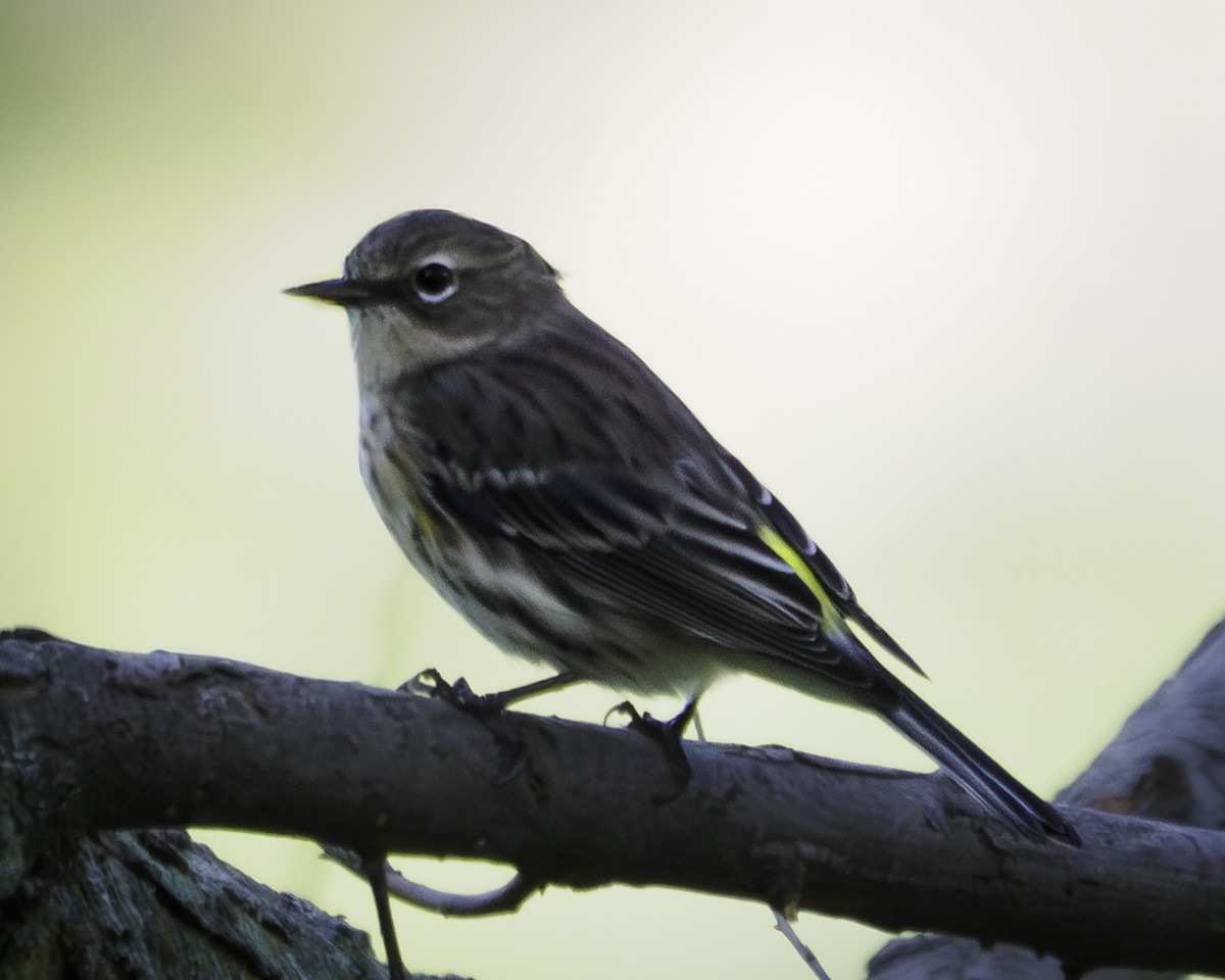 Yellow-rumped Warbler - ML643460545