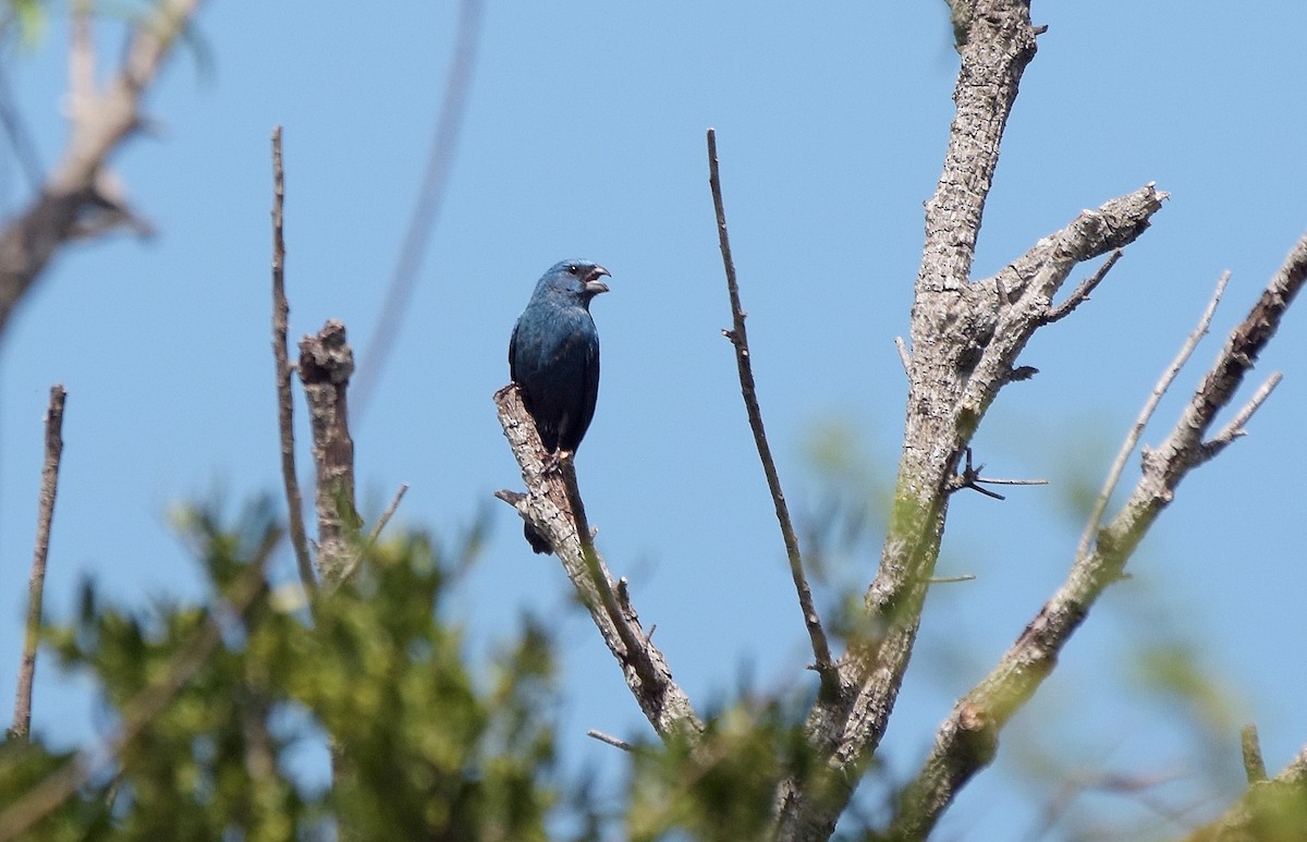 Glaucous-blue Grosbeak - ML643460556