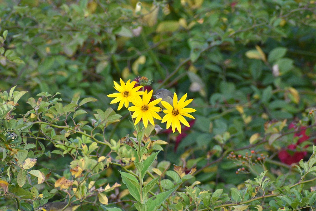 lesňáček hvězdičkový - ML643460560