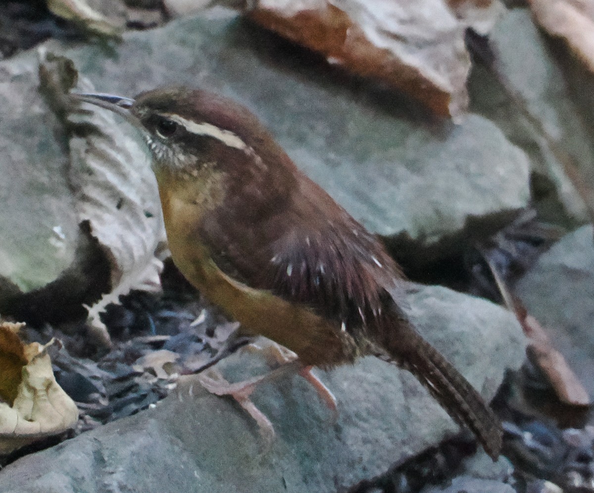 Carolina Wren - ML643460567
