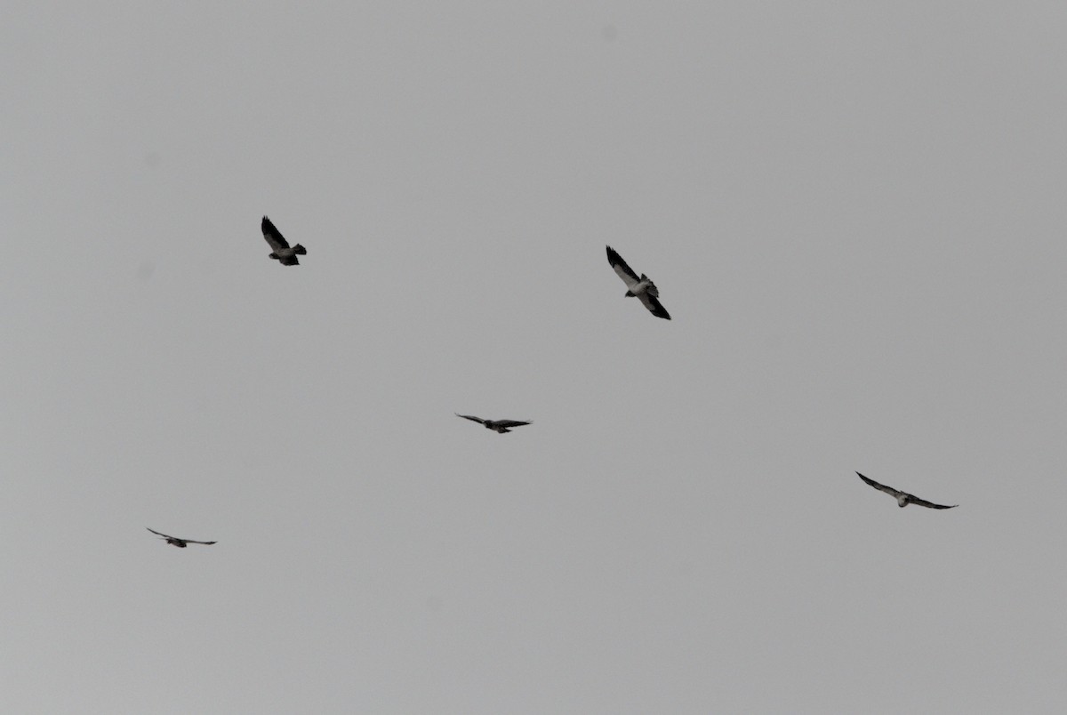 Swainson's Hawk - ML643460568