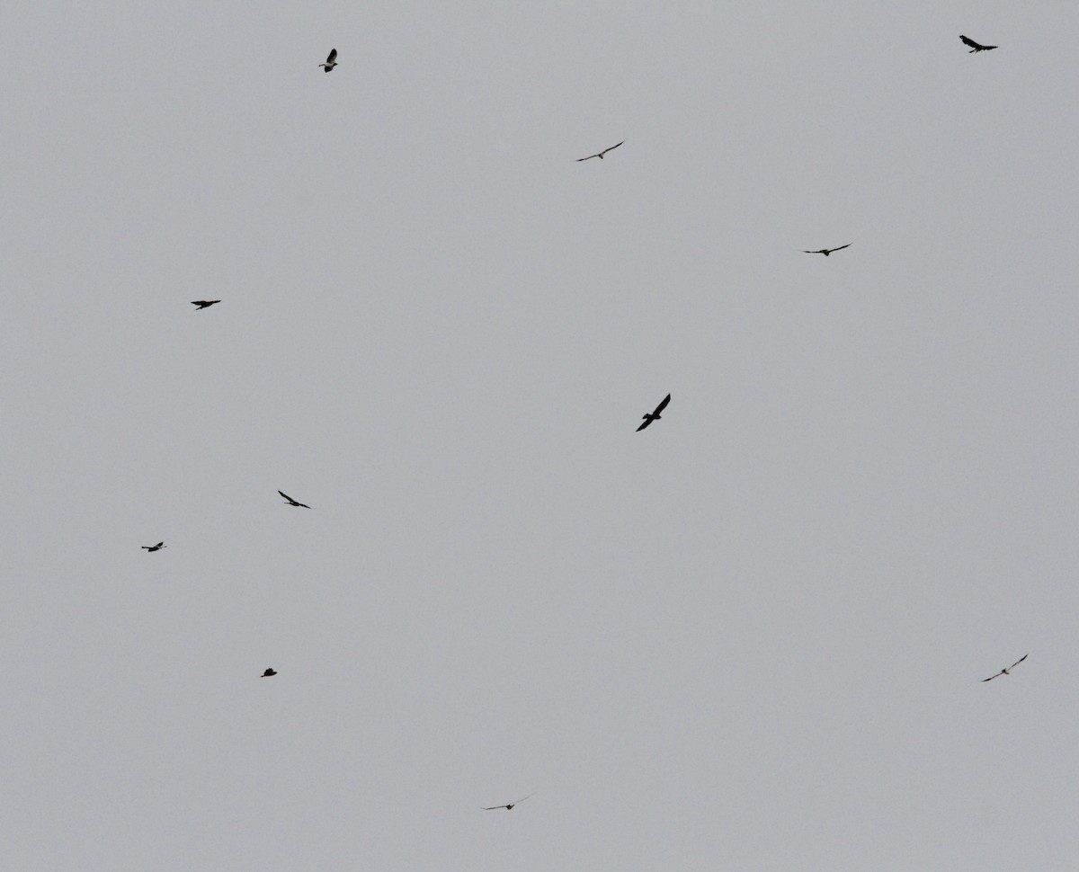 Swainson's Hawk - ML643460569