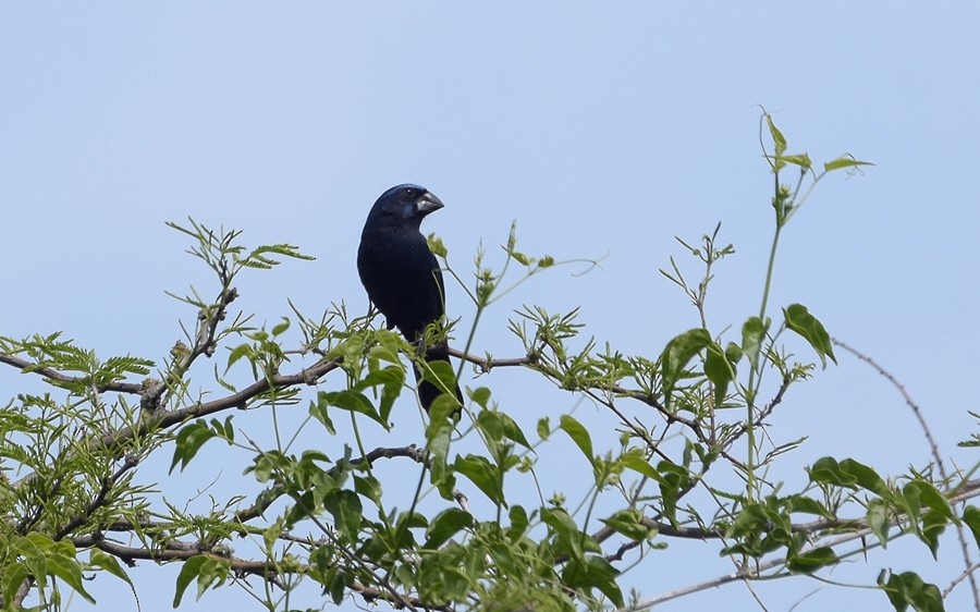 Ultramarine Grosbeak - ML643460570