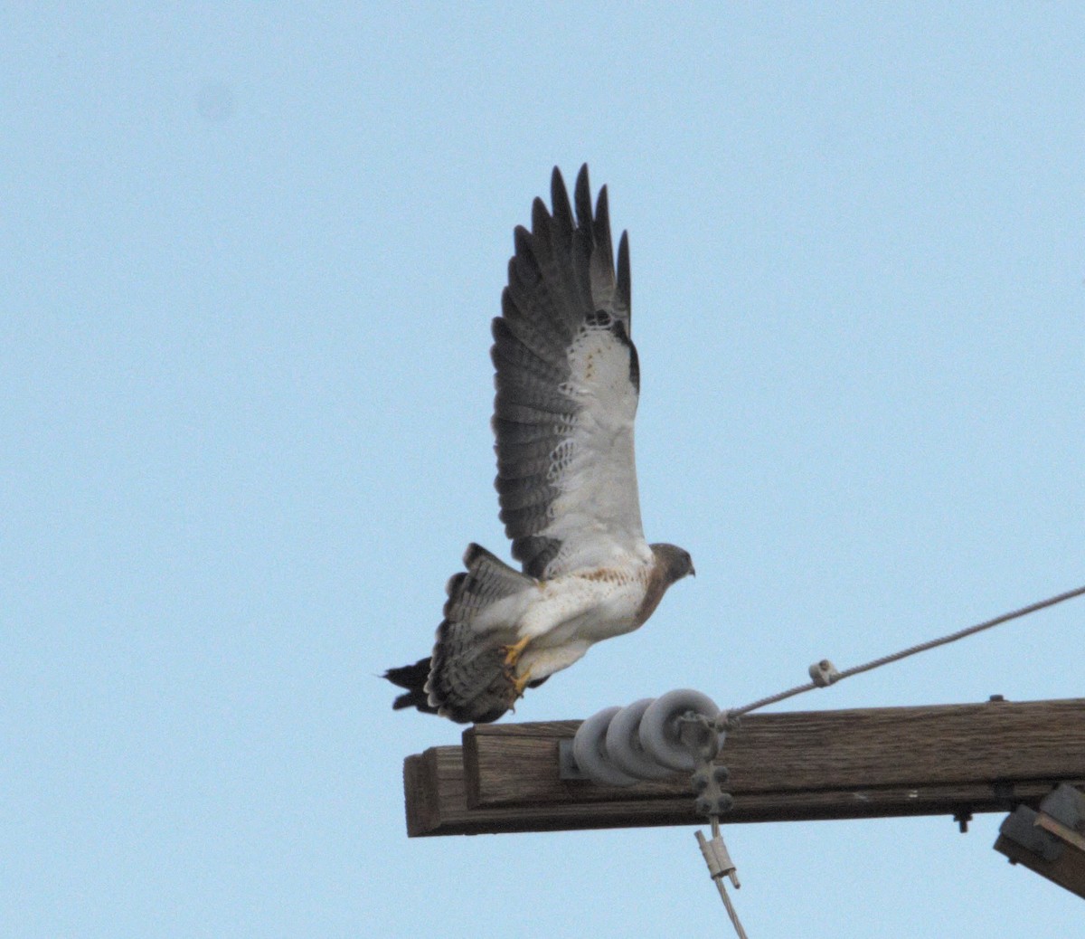Swainson's Hawk - ML643460579