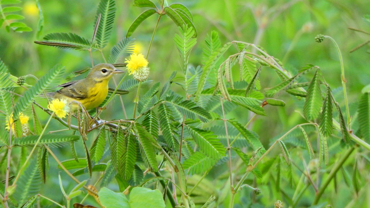 Prairie Warbler - ML643460594