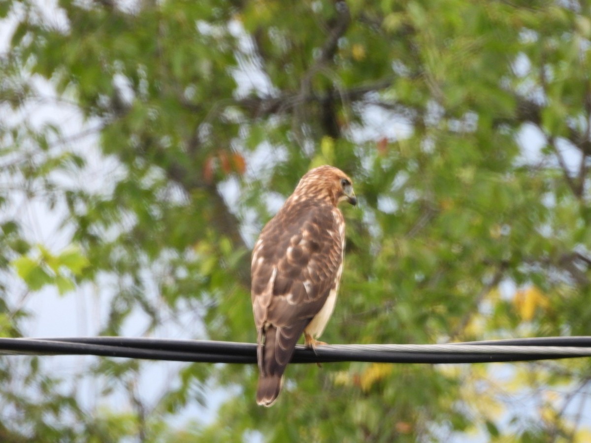 Broad-winged Hawk - ML643460597