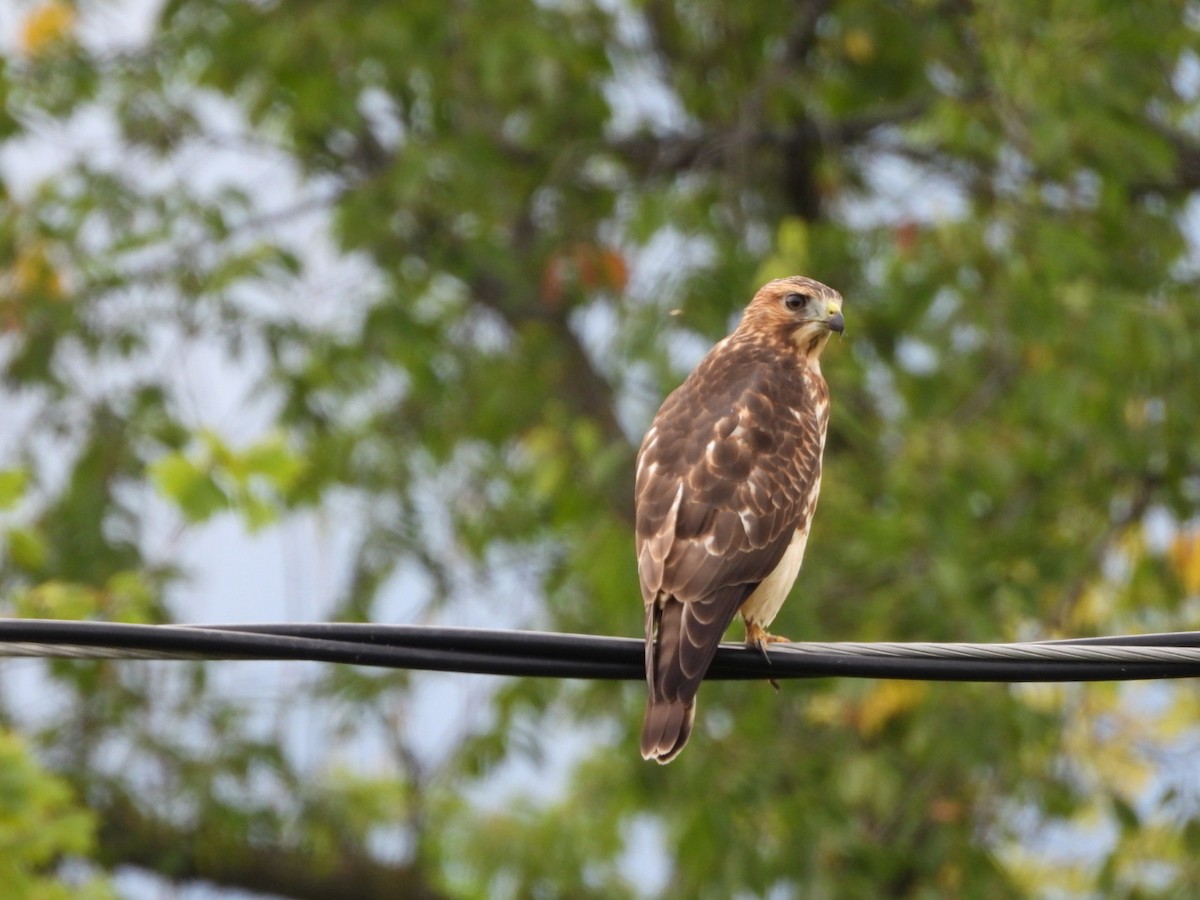 Broad-winged Hawk - ML643460598