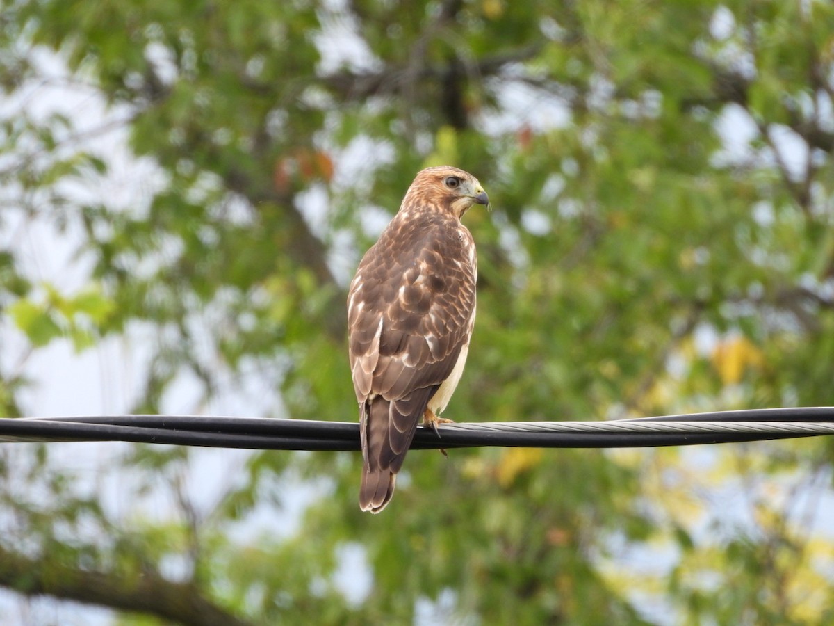 Broad-winged Hawk - ML643460599