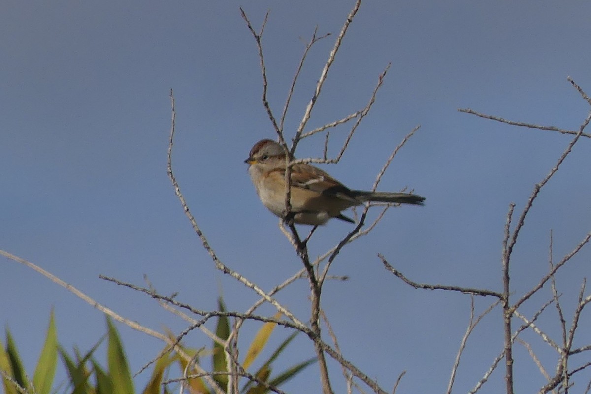 American Tree Sparrow - ML643460617