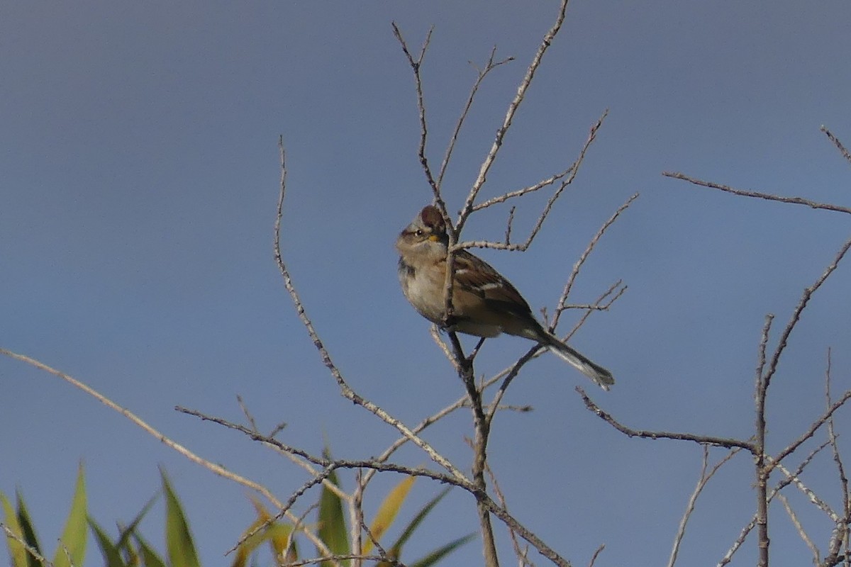 American Tree Sparrow - ML643460634