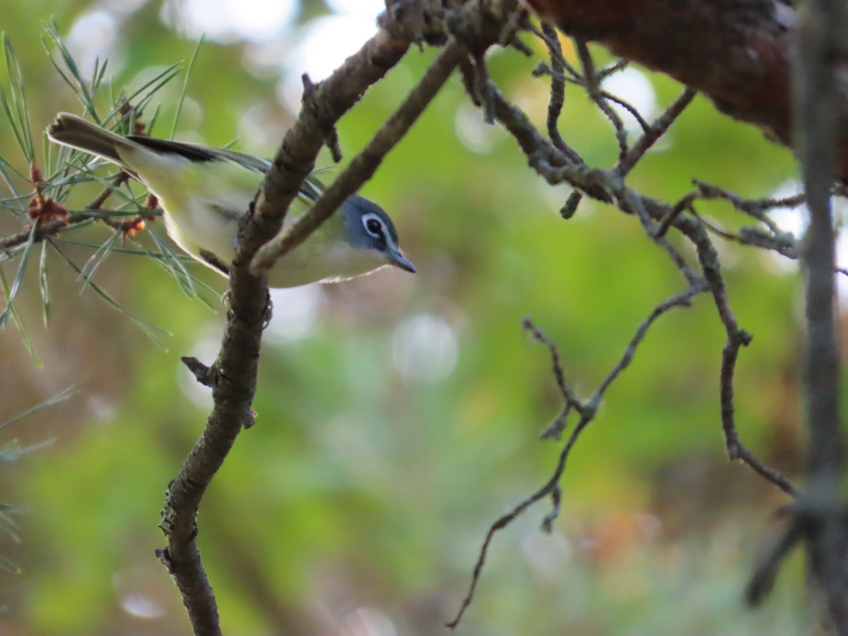 Blue-headed Vireo - ML643460650